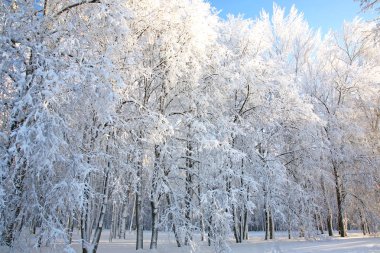 Mavi gökyüzünde kış ağaçları