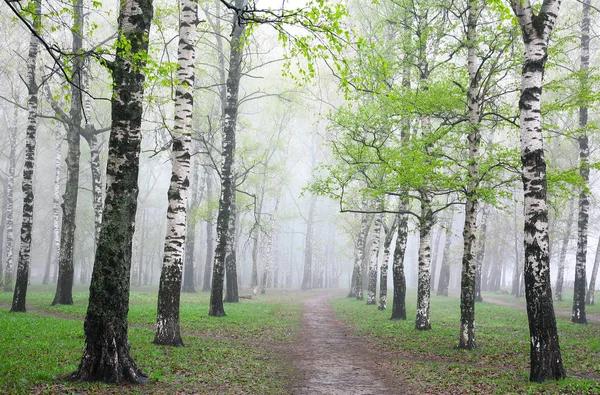 Primeras verduras en el bosque de abedul niebla primavera — Foto de Stock