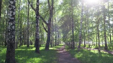 Akşam huş park güneşli ışıklar ile