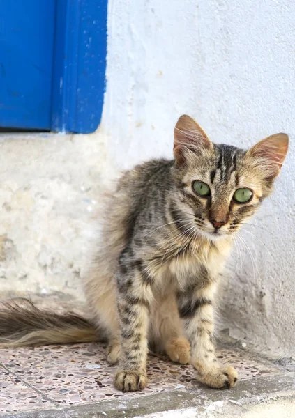 Zvědavá kočka se zelenýma očima na tuniský ulici — Stock fotografie