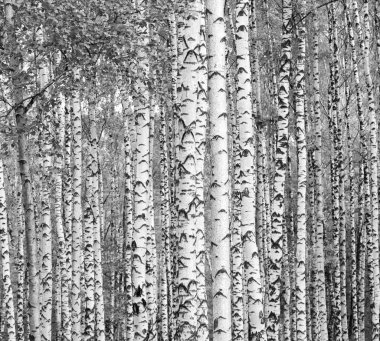 Huş ağaçları siyah ve beyaz