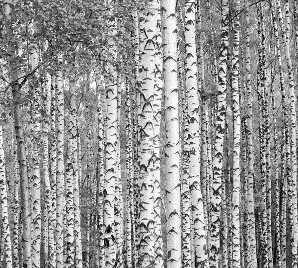 Huş ağaçları siyah ve beyaz — Stok fotoğraf