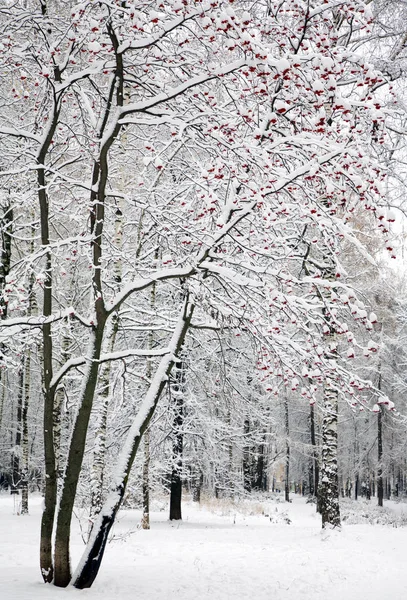 Rowan árbol, ceniza de montaña, con bayas rojas en la nieve —  Fotos de Stock