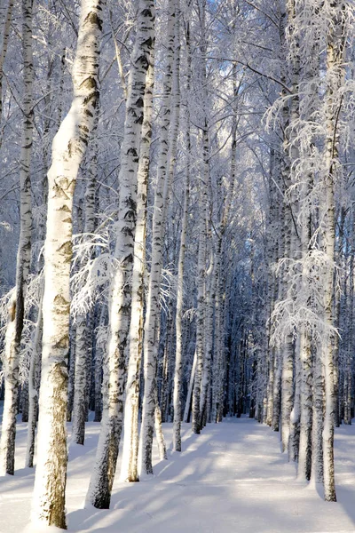 Vidoeiros cobertos de neve em uma floresta ensolarada de inverno — Fotografia de Stock
