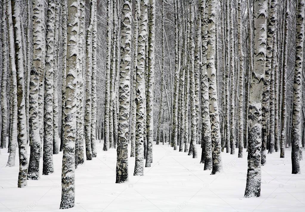 Snowy trunks of birch trees in winter forest 