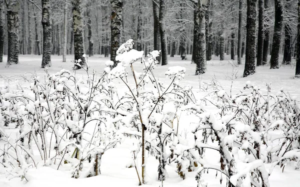 Piante innevate sullo sfondo di una foresta invernale — Foto Stock