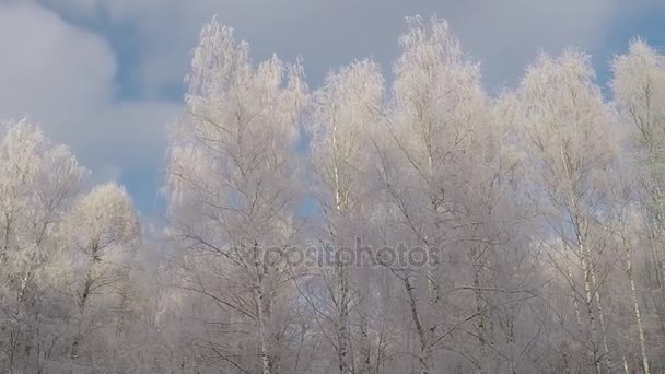 Зимові Дерева Блакитному Небі — стокове відео