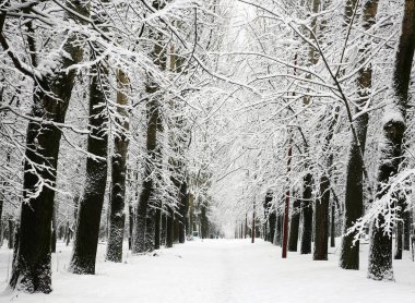 Ağaçların dalları ile sokak karla kaplı