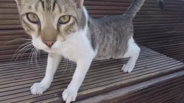 Komik Kıbrıs Ayia Napa'daki çizgili yavru kedi germe