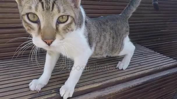 Funny Stretching Striped Kitten Ayia Napa Cyprus — Stock Video