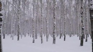 Kar yağışı kış huş Grove