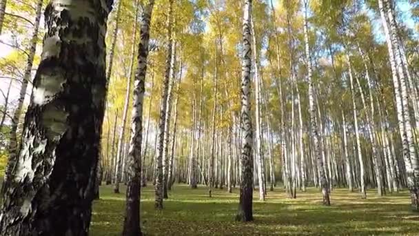 Bosque Abedul Otoño Día Soleado — Vídeos de Stock