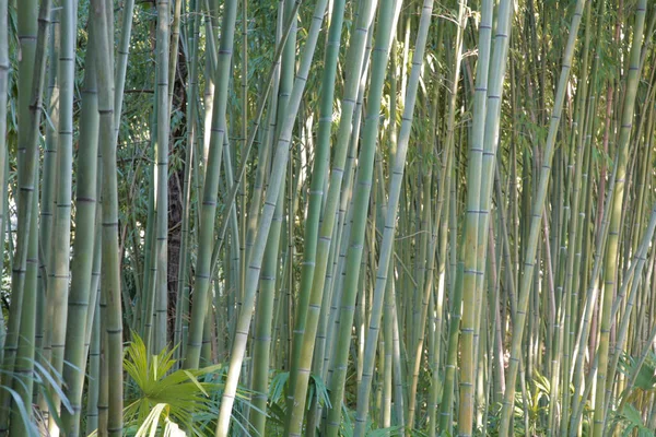 日光における竹林の背景 — ストック写真