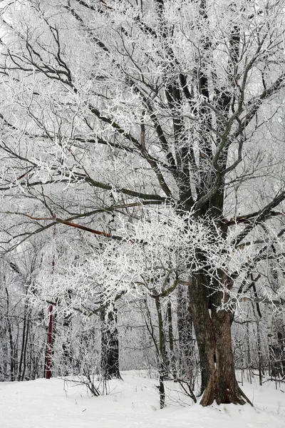 Bäume Mit Schnee Winterpark — Stockfoto