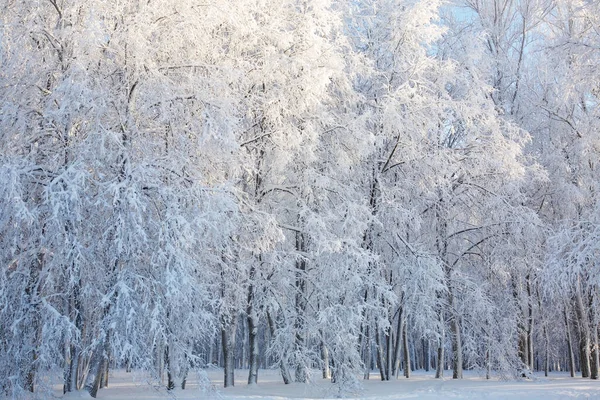 Fairy Winterlandschap Met Sneeuw Bedekt Bomen — Stockfoto