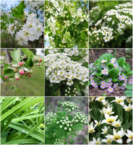 Colagem Flores Primavera — Fotografia de Stock