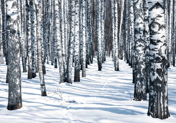 冬日的桦树 阳光明媚 黑白分明 — 图库照片
