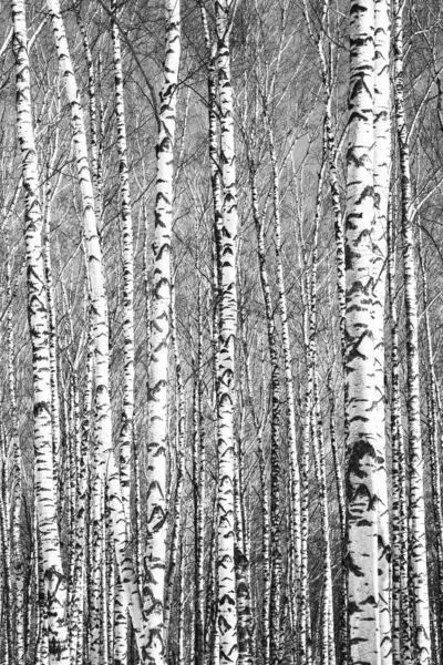 Voorjaarsstammen Van Berkenbomen Bij Zonnig Weer Zwart Wit — Stockfoto