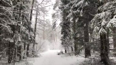 Karla kaplı dalları olan kış ormanı