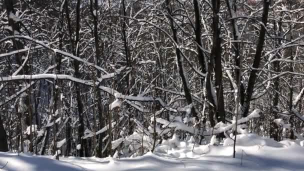 Снежные Зимние Деревья Солнцем — стоковое видео