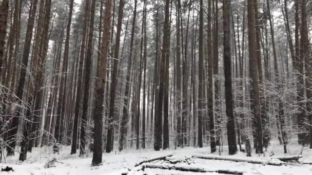 Winter Dennenbos Bij Bewolkt Weer — Stockvideo