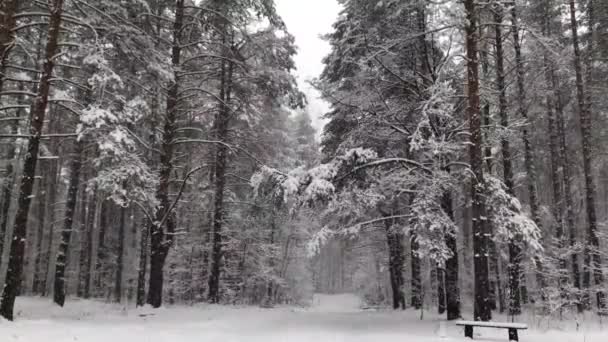 Bosque Invierno Con Árboles Cubiertos Nieve — Vídeos de Stock