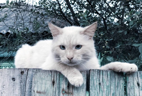 Fehér Macska Kék Szemekkel Kerítésen — Stock Fotó