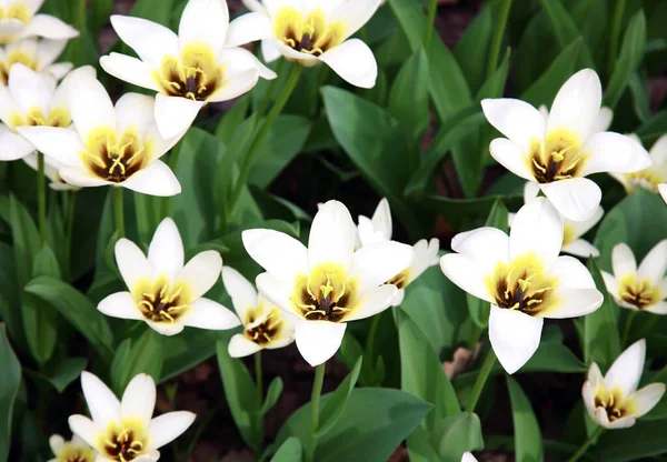Offene Weiße Tulpen Frühlingsgarten — Stockfoto