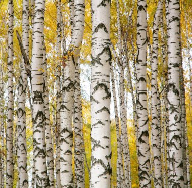 Sonbahar güneşli ormanlarında huş ağacı gövdeleri