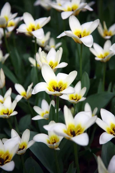 Weiße Tulpe Auf Dem Hintergrund Des Feldes Von Anderen Blumen — Stockfoto