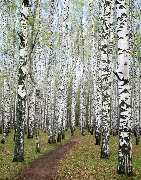 Troncos Vidoeiros Primavera Com Primeiros Verdes Uma Floresta — Fotografia de Stock