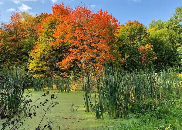 Kolorowe Bagna Trzcinami Błotem Słonecznym Jesiennym Parku — Zdjęcie stockowe