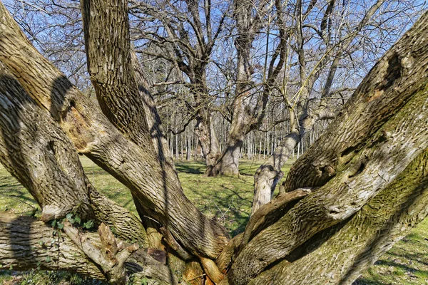 Drzewa bez liści — Zdjęcie stockowe