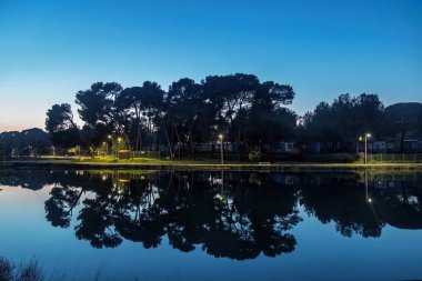 Çam ağaçları yansıması ile