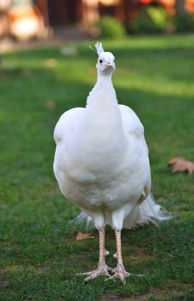 Beautiful white peacock — Stock Photo, Image