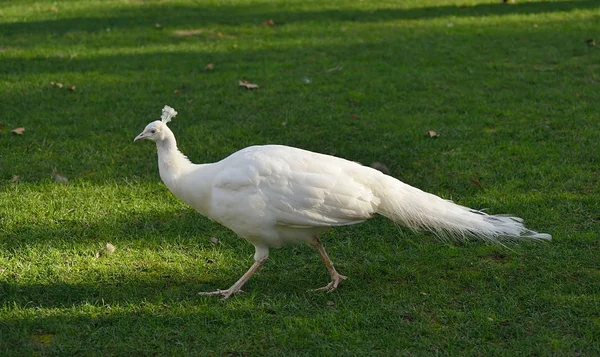 Piękny biały paw — Zdjęcie stockowe