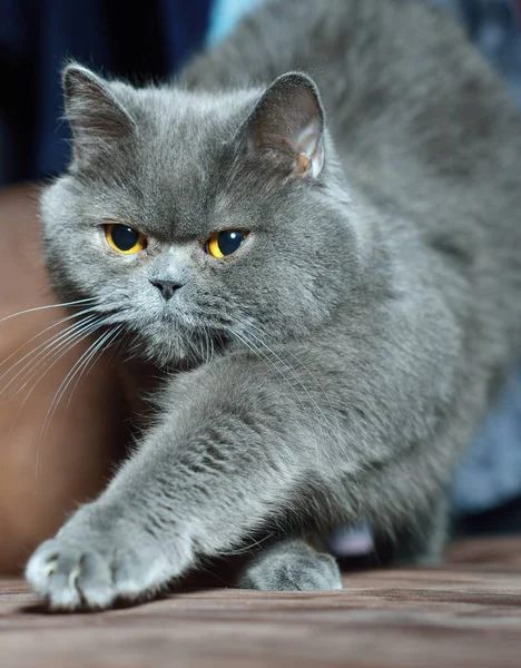 Αγγλίδα κοντή γάτα — Φωτογραφία Αρχείου