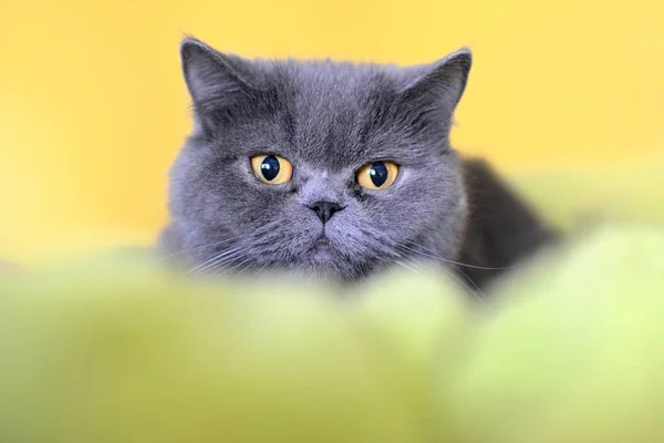British Shorthair cat — Stock Photo, Image