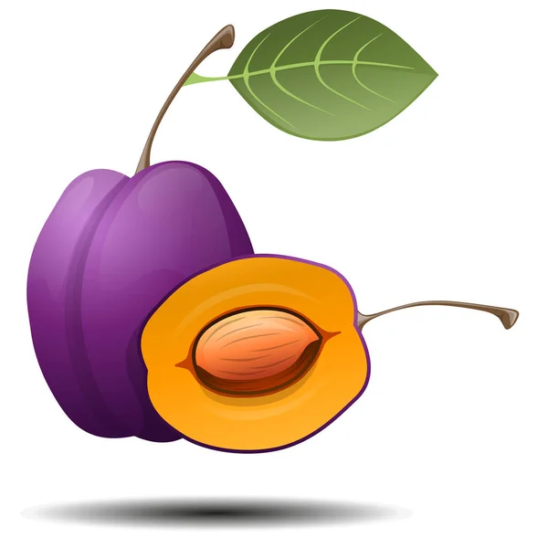 Ritning Vacker Mogen Plommon Frukt Vektor Illustration Isolerad Vit Bakgrund — Stock vektor
