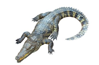  beyaz arkaplanda izole timsah