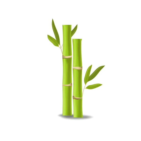 Realistic vector green bamboo — Stock Vector
