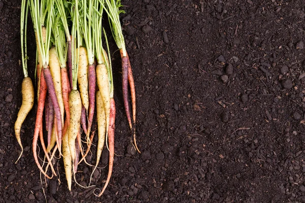 Gezonde bos van veelkleurige wortelen — Stockfoto