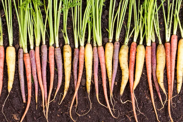 Diverse soorten verschillende gekleurde wortelen — Stockfoto