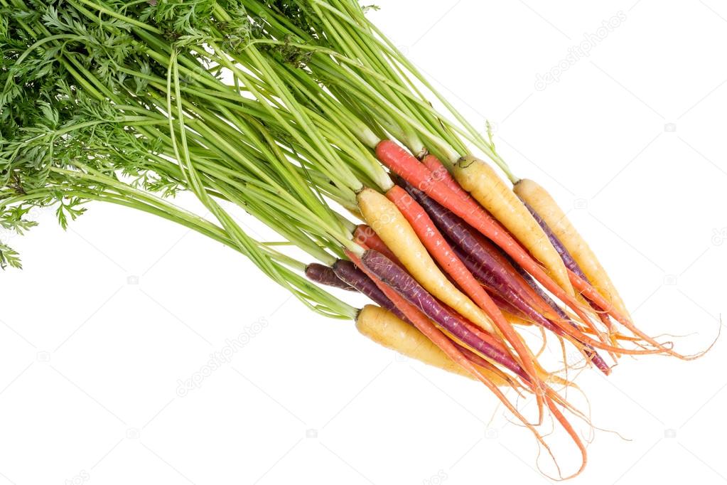 Bunch of fresh carrots in three different colors