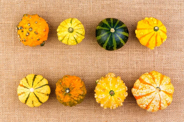 Two neat rows of different ornamental gourds — Stock Photo, Image