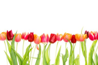 Taze bahar Lale izole kenarlığını