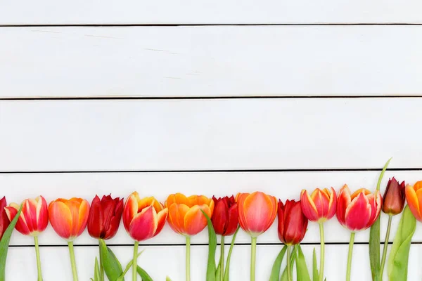 Onderste rand van kleurrijke rode en oranje tulpen — Stockfoto