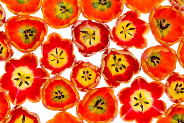 活気に満ちた多彩なオレンジと黄色の春チューリップ — ストック写真
