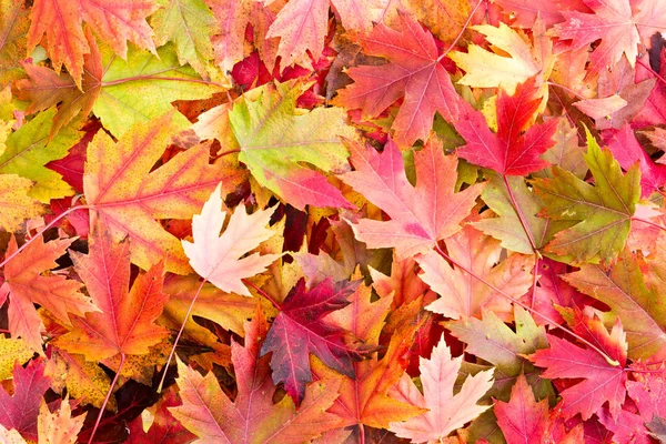 Dry Bed of Colorful Autumn Leaves on the Ground — Stock Photo, Image