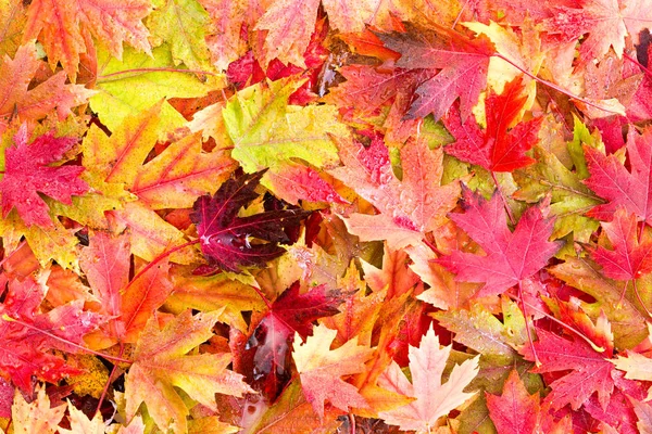 Cama húmeda de hojas caídas de otoño en el suelo — Foto de Stock